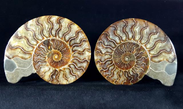 Cleoniceras (Grycia) besairiei COLLIGNON 1949 - Bild © FossNet FossilienStore